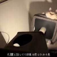 画面右端にいるキャットタワーの上で見下ろす猫