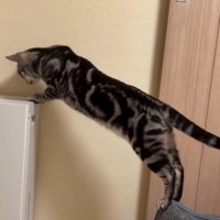 空気清浄機の上を見る猫
