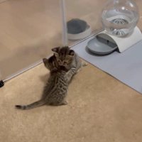 抱き合う2匹の子猫