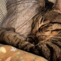 猫の安らかな寝顔