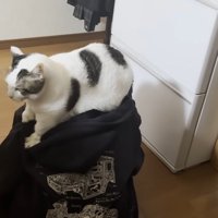 頭の上でフミフミ