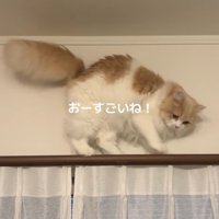 カーテンレールの上を後ろ向きに歩いていく猫