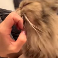 爪に顔をスリスリする猫