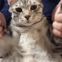 前足を持たれる猫