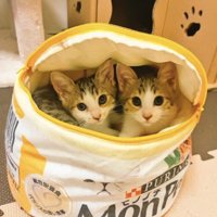 ペットハウスの中からカメラを見つめる2頭の子猫