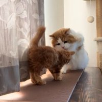子猫に拳を振り上げている猫