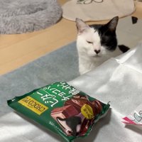 目を瞑る猫