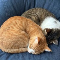 寝ている猫たち