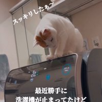 洗濯機に乗る猫