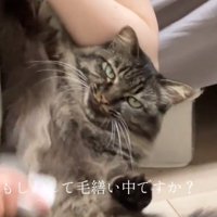 無気力な猫