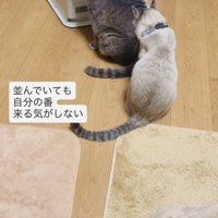 ストーブに並ぶグレートラ猫とシャムトラ猫