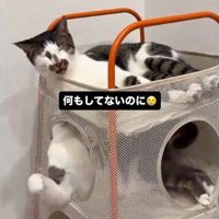 ベッドの上段で目を閉じる猫と下段から前足を伸ばす猫