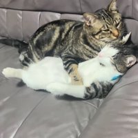 寄り添う猫たち