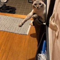 意外な場所でくつろぐ猫