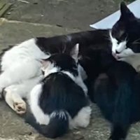 子猫たちに母乳を与える猫