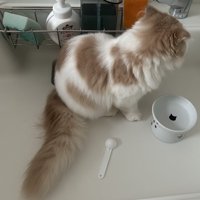 シンクの中に座る猫