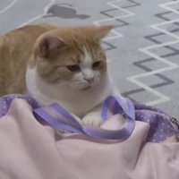 バッグを掴んでいる猫