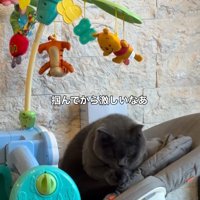 バウンサーに乗っている猫