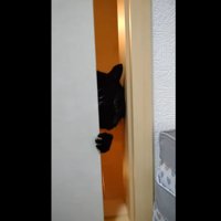 ふすまのすき間から部屋に入ろうとする猫