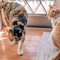 三毛猫と茶白猫