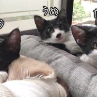 3匹の子猫