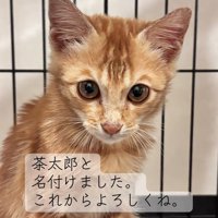 カメラ目線の子猫