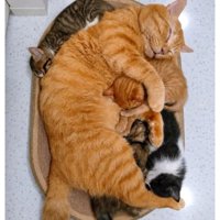 寝ている猫たち