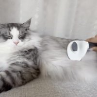 飼い主さんにブラッシングされるサイベリアン