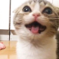 鳴く猫