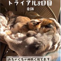 椅子の上で寝ている2匹の猫