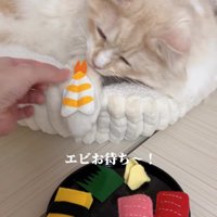 おもちゃのエビを見る猫