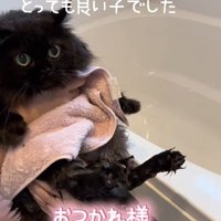 おふろでつかまり立ちをして洗われている黒猫