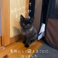 おすわりしてカメラ目線の子猫