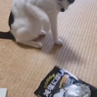 煮干しを麺棒で叩く