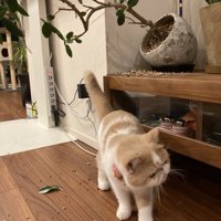 植木鉢を倒す猫