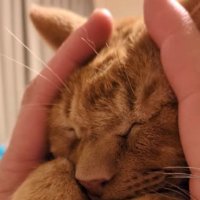 マッサージしてもらう猫