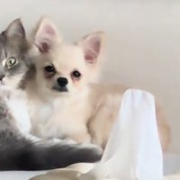 ウットリする犬