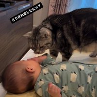 床で寝ている赤ちゃんを見ている猫
