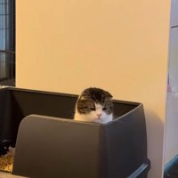 視線を下に下げるスコティッシュフォールド
