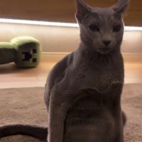 驚いた表情で飼い主を振り向く猫