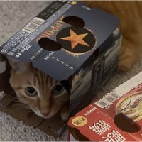 缶ビールの空き箱に上半身を入れる茶トラ猫のアップ