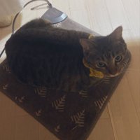 見つめる猫