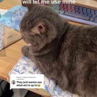 机の上のノートに乗る猫