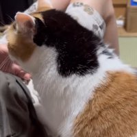 膝に乗りたそうな猫