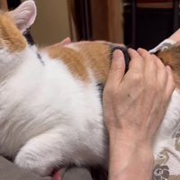 膝の上に抱っこされている猫