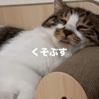 猫の寝顔