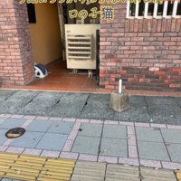 外にいる子猫