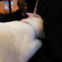 お腹をクンクン