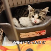 ケージの中で不安そうな猫