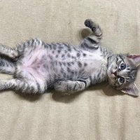 寝転がる猫